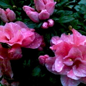 azalea_photo low quality