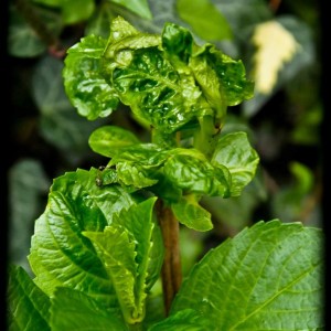 20120413 ortensia con problema (?)