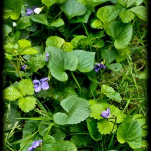 20120413 violet