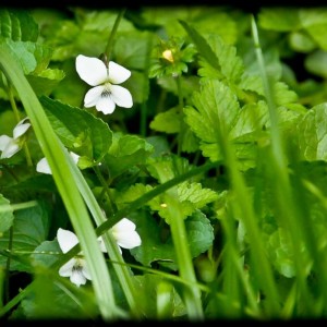 20120413 violet whity