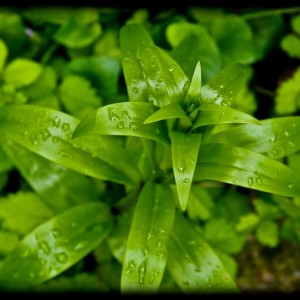 20120413 sconosciuta annuale