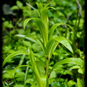 20120413 sconosciuta annuale