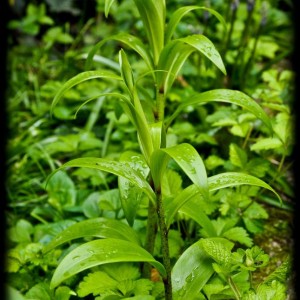 20120413 annuali sconosciute