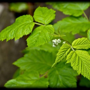 20120413 lampone
