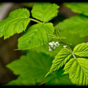 20120413 lampone