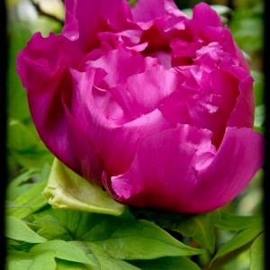 20120413 peonia: il primo