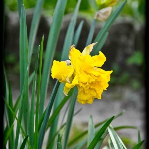 201203_narciso