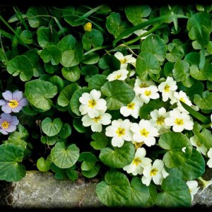 201203_primula bianca_girgia