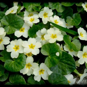 201203_primula bianca