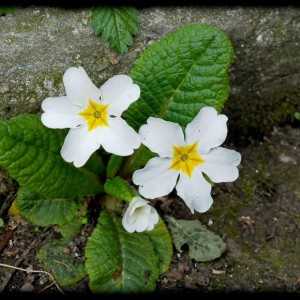201203_primula bianca