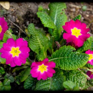 201203_primula viola