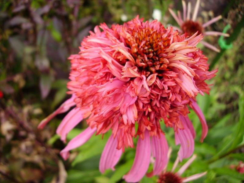 001 echinacea ancora in fiore