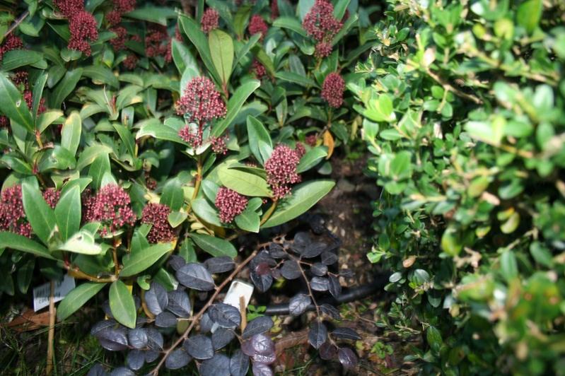 001 skimmia japonica