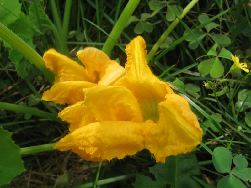 003