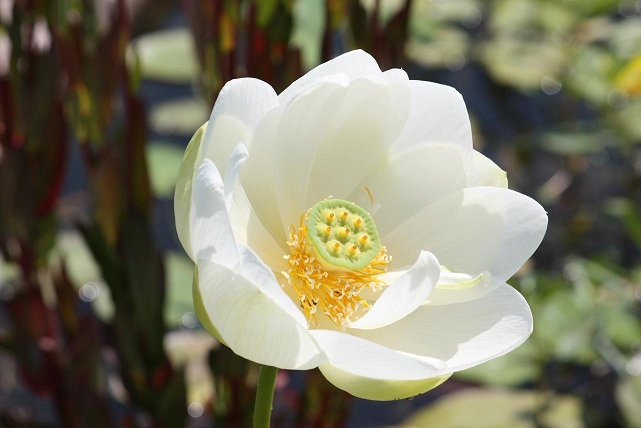 003A  ALBA GRANDIFLORA