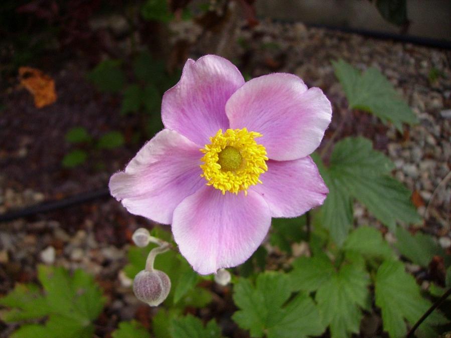 003anemone