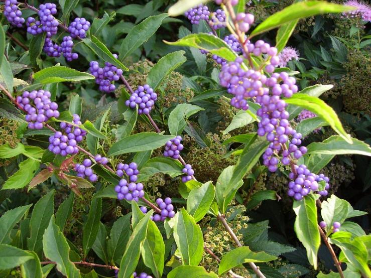 004le bacche della callicarpa