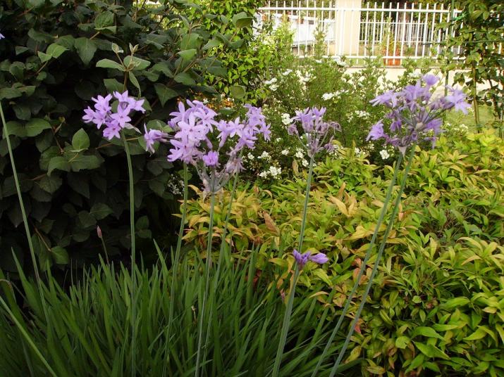 004tulbaghia violacea