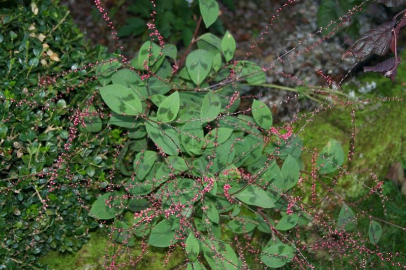 005
persicaria