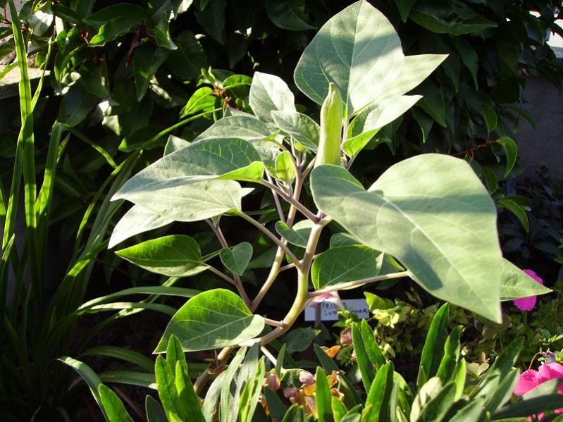 005datura seminata in ritardo ma qualche fiore riuscirò a vederlo anch'io