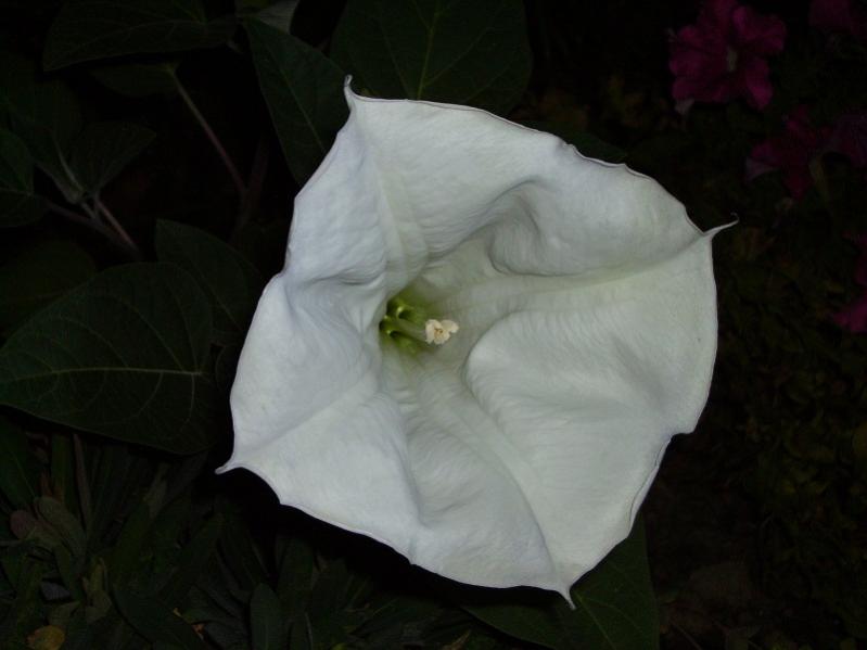 006 datura di notte