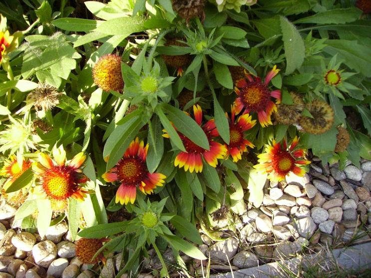 006gaillardia fioritura ininterrotta da maggio (questa è da avere in ogni giardino)