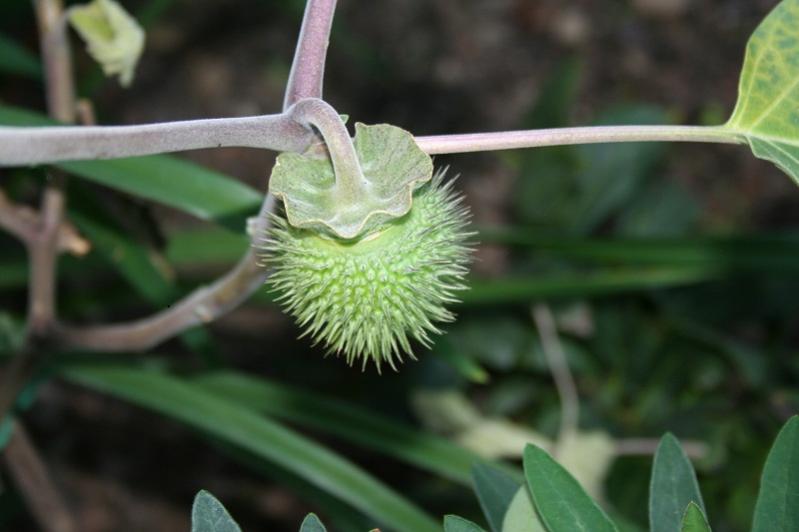 007
capsula di datura