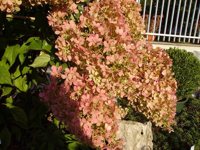 007 h. paniculata