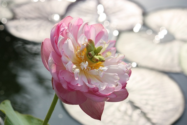 008  BABY PEONY