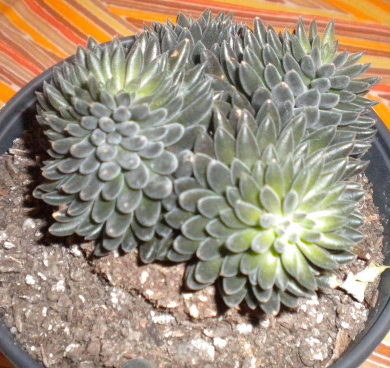 009 crop