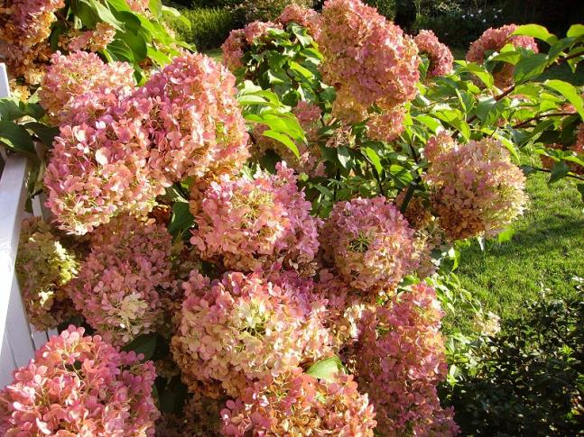 009 h.paniculata
i colori dell'autunno imminente ....i migliori