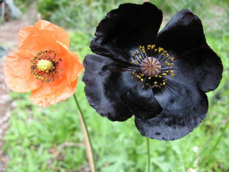 01 papavero senigallia con papaver dubium