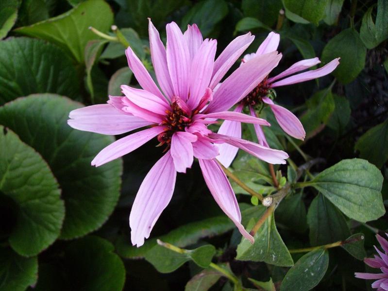 010echinacea ..