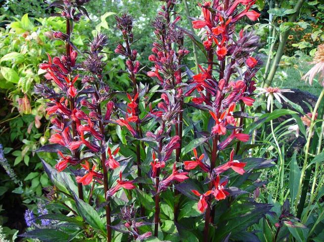 010lobelia cardinal