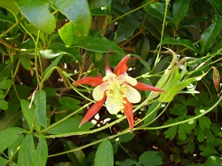 011   aquilegia