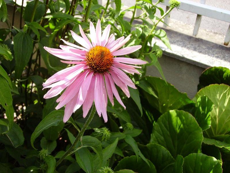 011altre echinacee fioriscono : echinacea purpurea