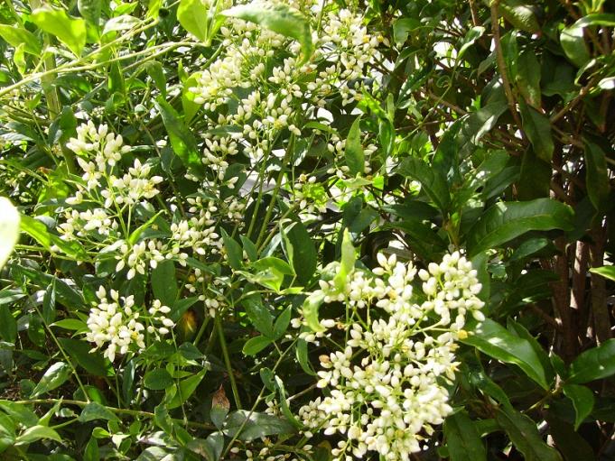 012nandina domestica alba