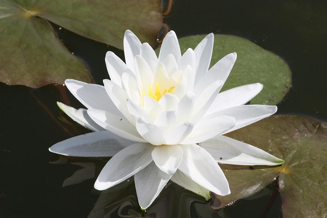 013  PERRY'S DOUBLE wHITE