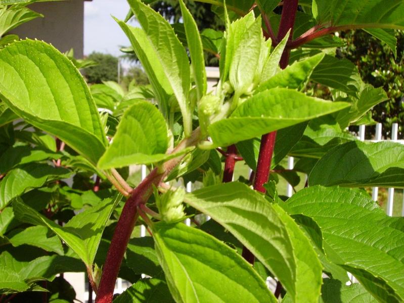 014 hidra.paniculata carica come sempre