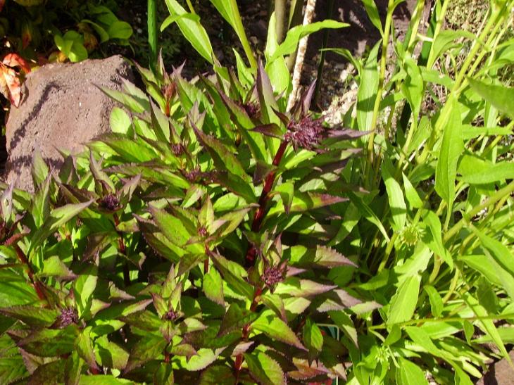 015lobelia prepara fioritura