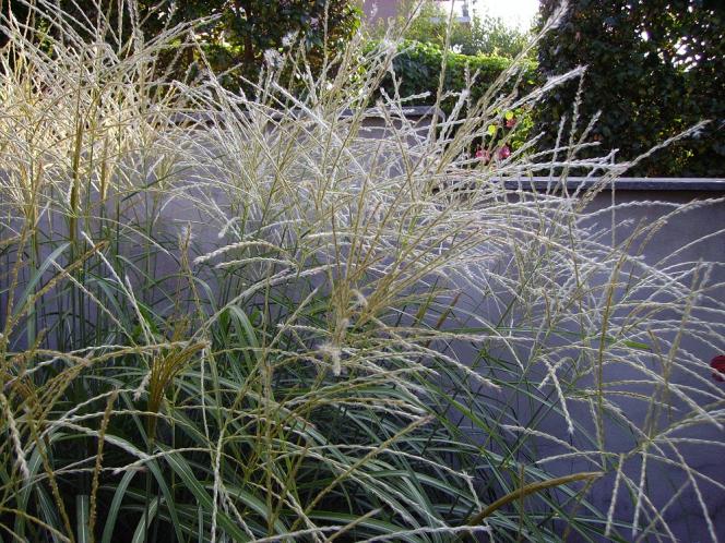 016
pennisetum