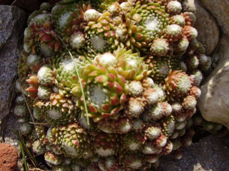 017 piccole succulente crescono nel roccioso lilliput