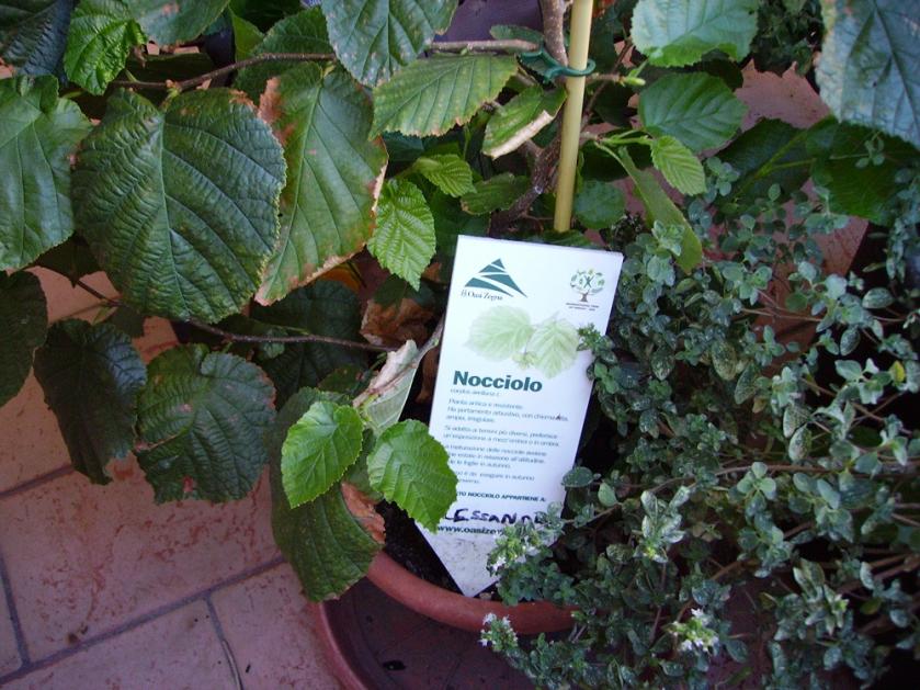 018 nocciolo di ale piantato alla tre giorni per il giardino 2011 a masino iniziativa dell'oasi zegna