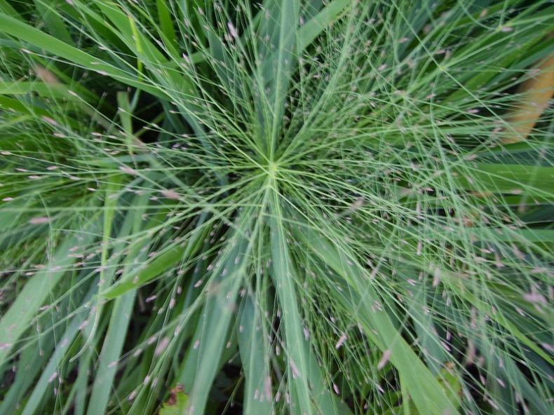 018 pennisetum