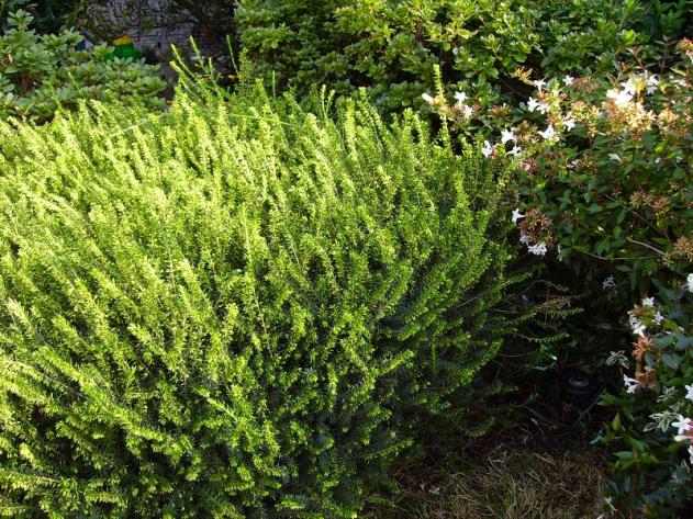 020 erica prepara fioritura per natale.... se non viene sommersa dalla neve...l'abelia confetto continua a far fiori