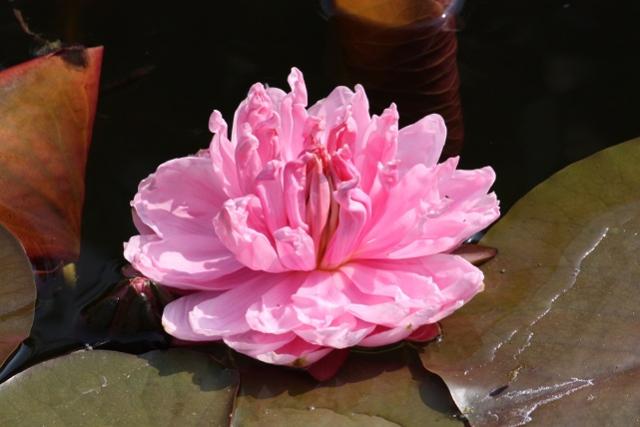 021 Lily Pons