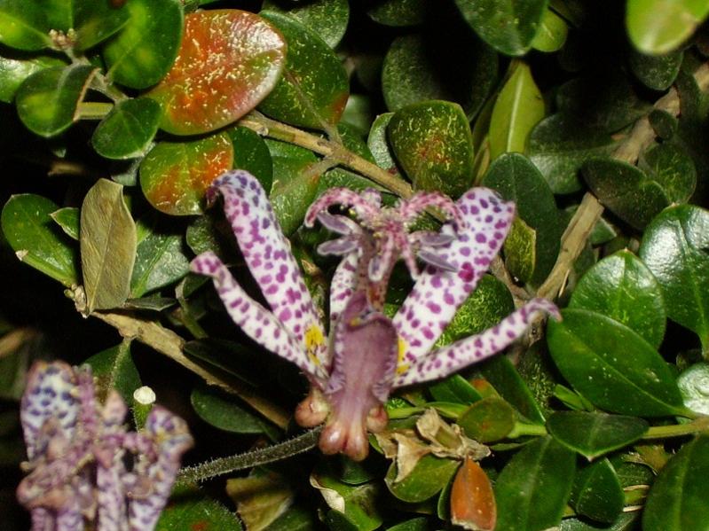 021trsdiscaria formosana