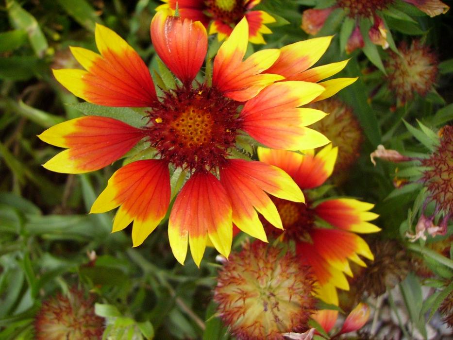 022
gaillardia