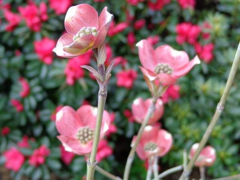 022cornus florida rubra