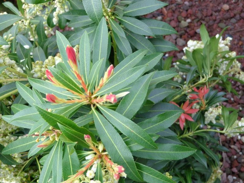 023pieris formosa